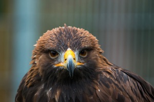 Golden Eagle