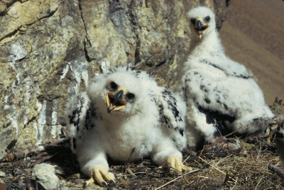 Golden Eagle Chicks