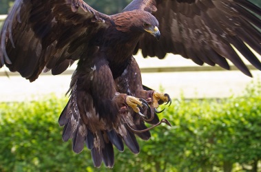 Golden Eagle