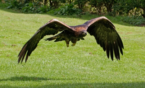 Golden Eagle