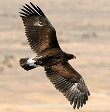 Juvenile Golden Eagle