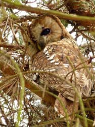 Tawny Owl