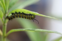 Caterpillar Eating