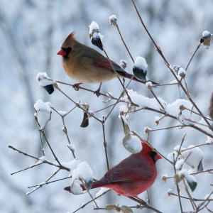 Cardinal pair