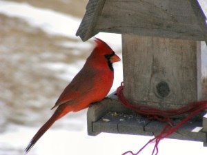 Male Northern Cardinal At Feeder