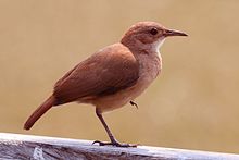 Rufous Hornero