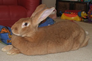 Belgium Giant Rabbit