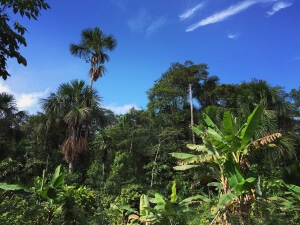 Emergent Layer Rainforest