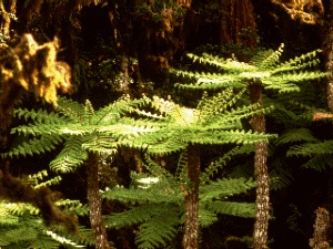 Understory Layer Rainforest