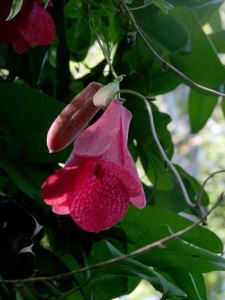 Copihue flower