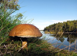 Boletus in Finnish forest