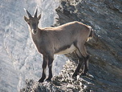 Young Alpine Ibex