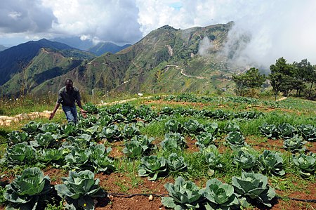 cabbage rows Haiti