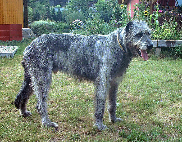 irish wolfhound with kids