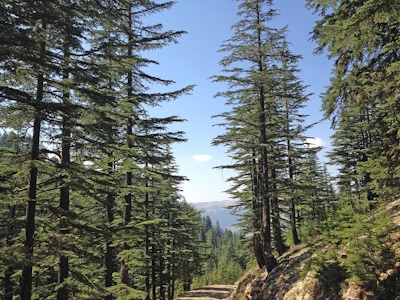 Cedar Trees Lebanon