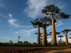 Baobabs