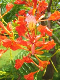 Poinciana