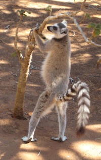 Ring-tailed lemur