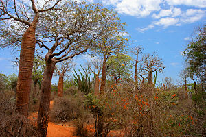 Spiny Forest