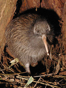 Kiwi Bird