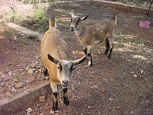 Nigerian Dwarf Goats