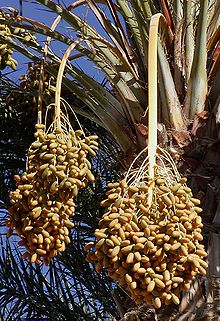 Date Palm