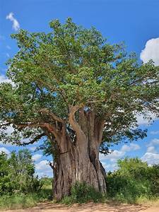 Baobab Tree South Africa