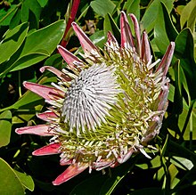 King Protea