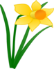 Daffodil