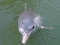 Dolphin