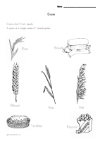 Grains