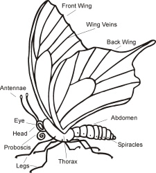 The parts of a butterfly's body
