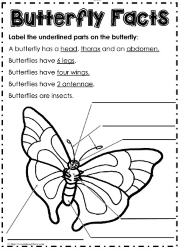 Parts of a Butterfly