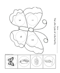 Monarch Butterfly Life Cycle worksheet