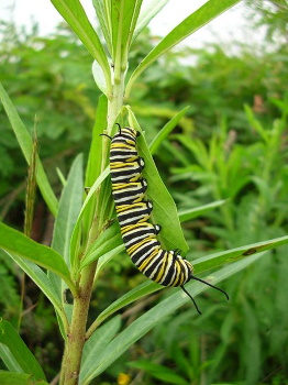 Caterpillar feeding on milkweed