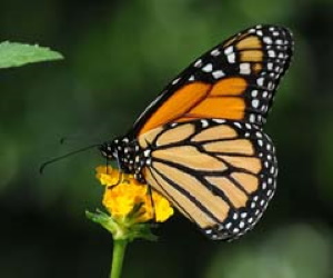 Monarch Buttrfly