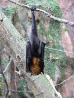 Bumblebee Bat