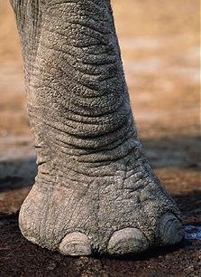 Elephant Toes