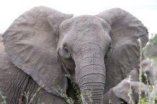 Elephants