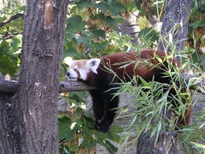 Sleeping Red Panda