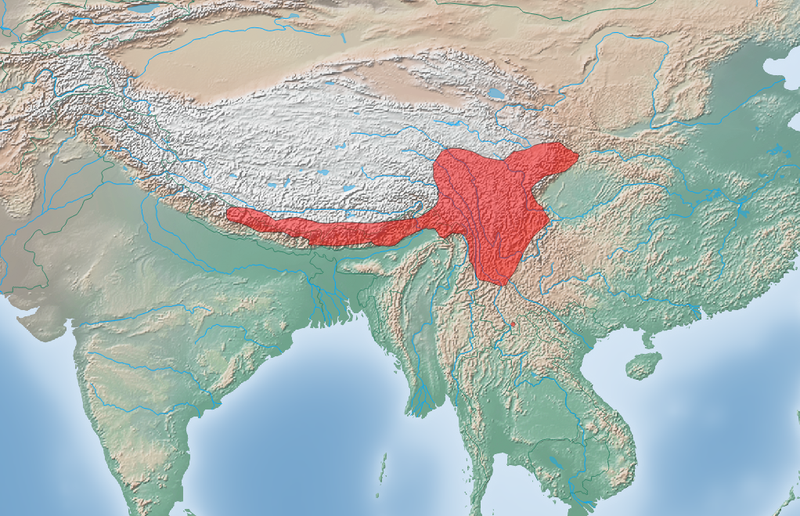 Red Panda Distribution Map