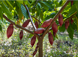  Theobroma cacao