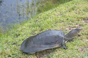 Softshell turtle