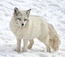 Arctic Fox