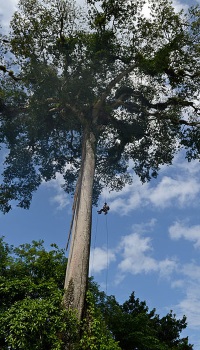 Kapok Tree